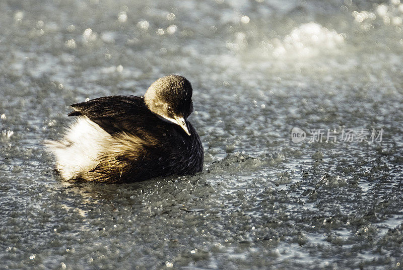 小鸊鷉(tachybaptus ruficollis)，冬天，冻水